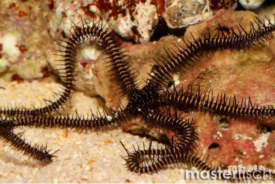 Brittle (black and red)