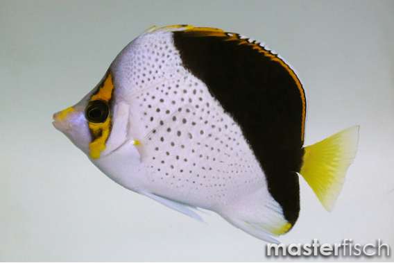 Hawaiian butterflyfish
