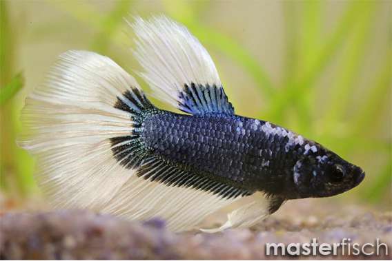 Super Delta Fighting Fish