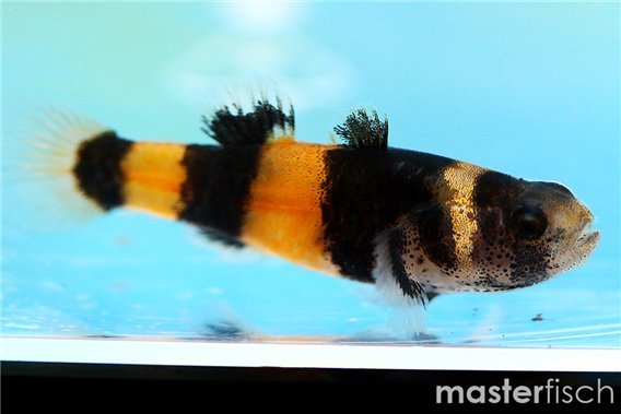 Bumblebee Fish