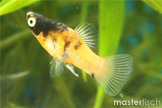Bumblebee Platy