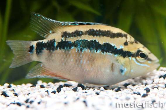 Red Salvin's Cichlid