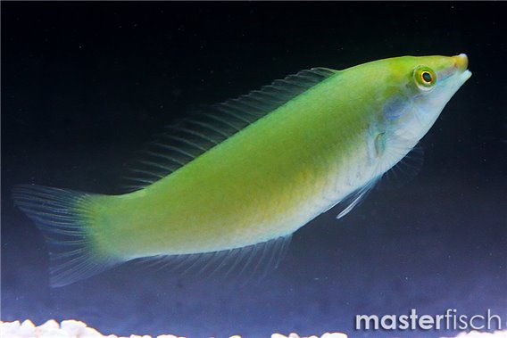 Pastel-green wrasse