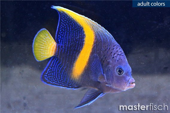 Yellowbar angelfish