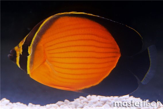 Arabian butterflyfish