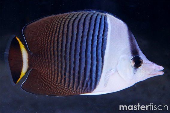 White-face Butterflyfish