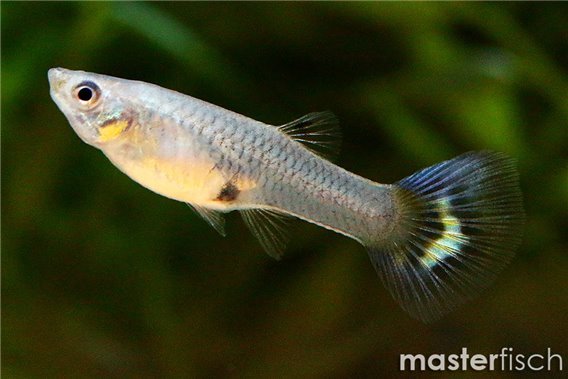 Yellow King Cobra Guppy