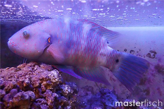 Broomtail wrasse