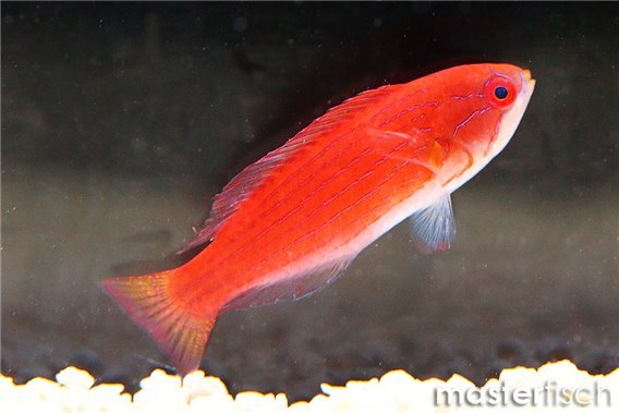 Red Sea Eightline Flasher