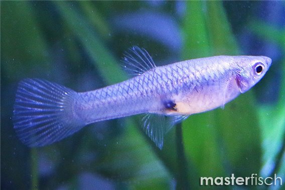 Guppy Endler Tiger