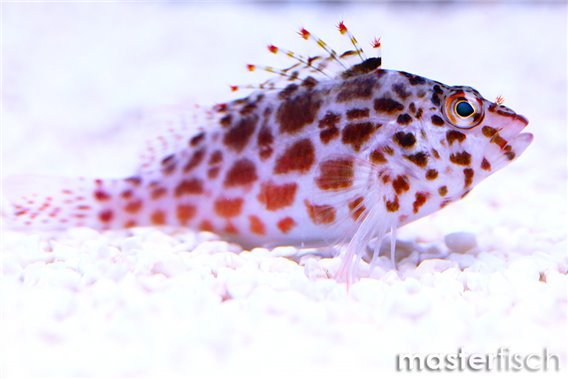 Spotted Hawkfish