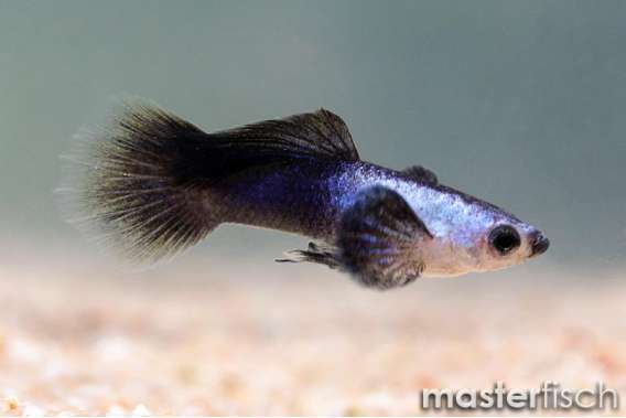 Endler Guppy Panda