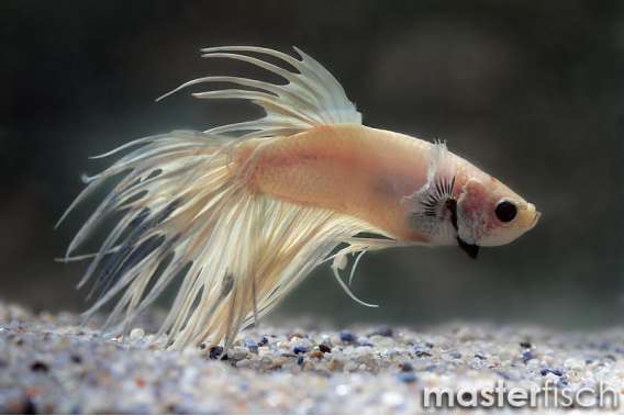 Betta crowntail white platinium