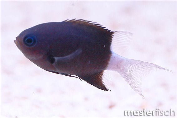 Bicolor Chromis (Pycnochromis margaritifer)