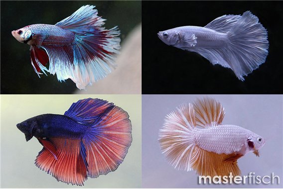 Figthing Fish Half Moon (male) (Varied)