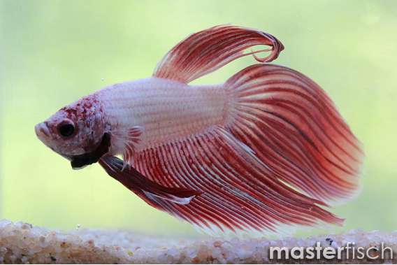 Peark Dragon Figthing Fish