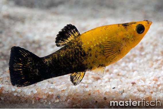 Tuxedo Molly Gold