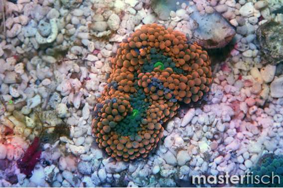 Ricordea Florida Orange