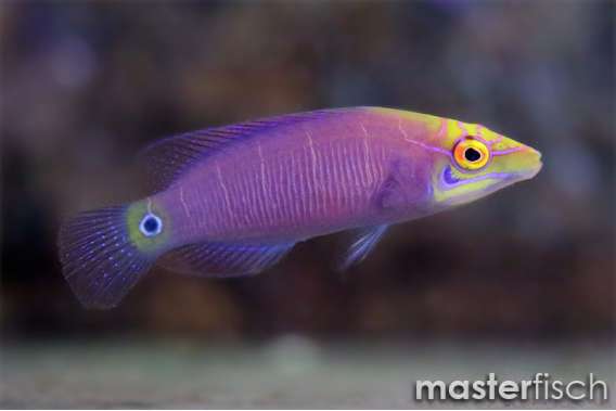 Five Bar Mystery Wrasse