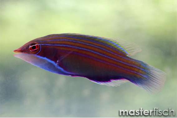 Four-lined wrasse
