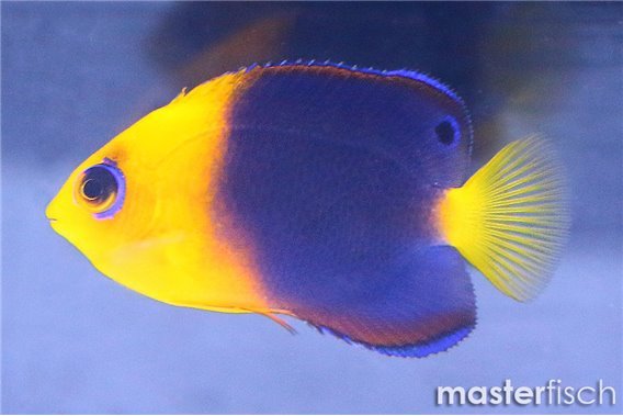 Cocos Angelfish (bred)