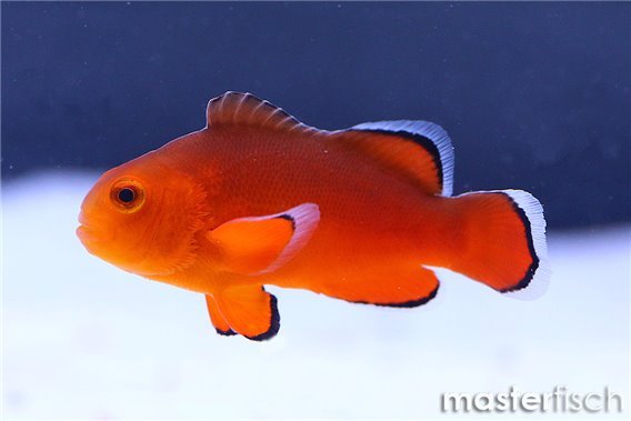 Amphiprion ocellaris naked (bred)