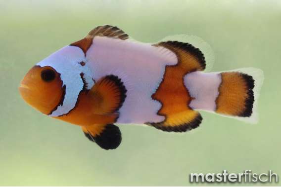 Snowflake Clown Anemonefish (bred)