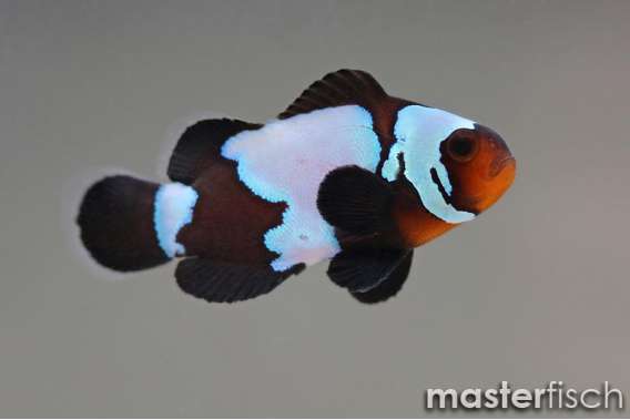 Clownfish Black snow flake (bred)