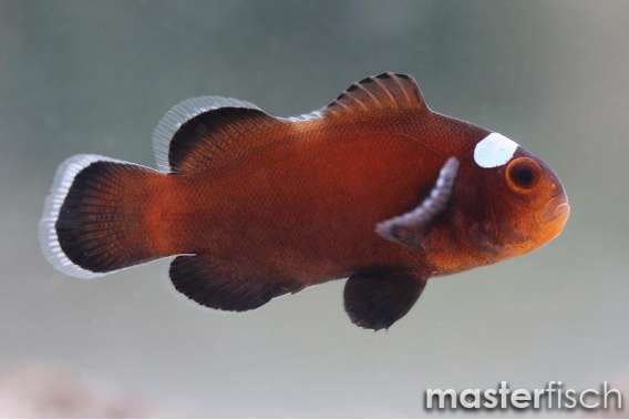 Clownfish Extreme misbar black (bred)
