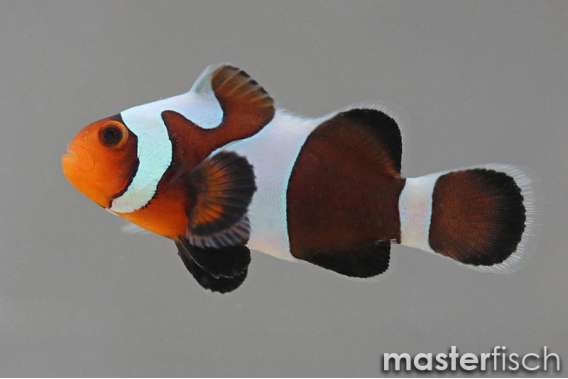 Clownfish Black gladiator (bred)