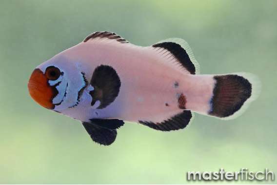 Clownfish Wyoming white (bred)