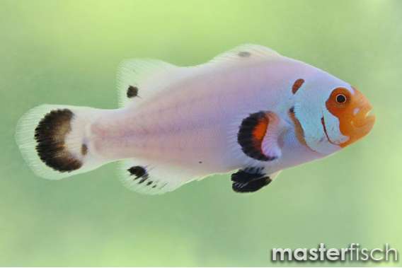 Clownfish Flurry (bred)