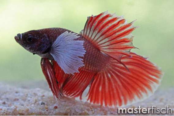 Fighting Fish elephant ear halfmoon
