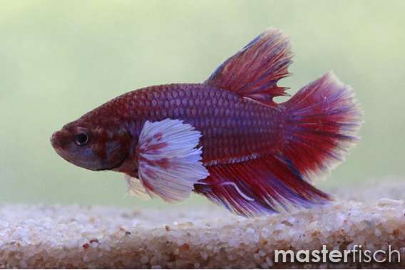 Fighting Fish halfmoon Plakat elephant ear