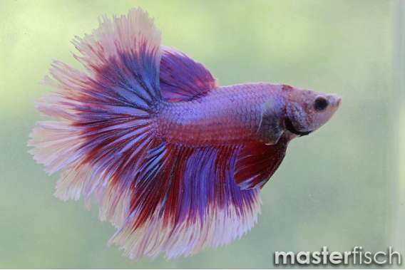 Fighting Fish super Delta butterfly