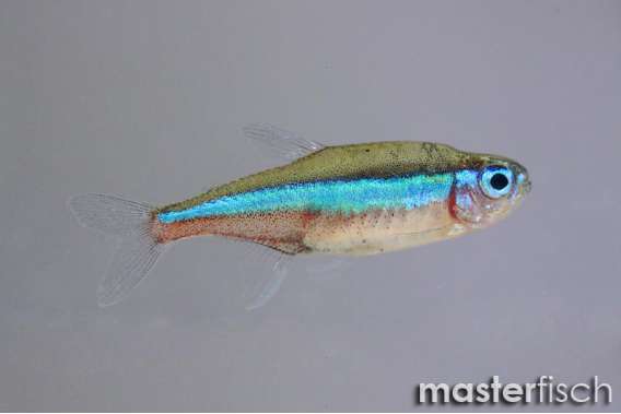 Green neon tetra
