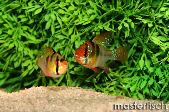 Europe Blue Rams