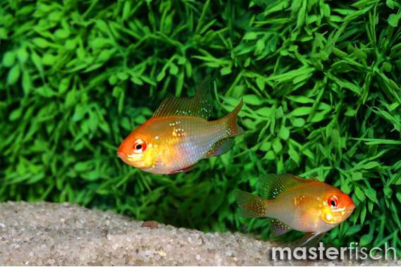 Europe Golden Blue Rams