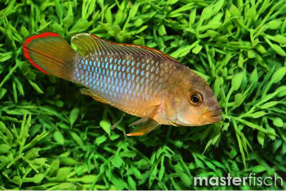 Apistogramma nijsseni