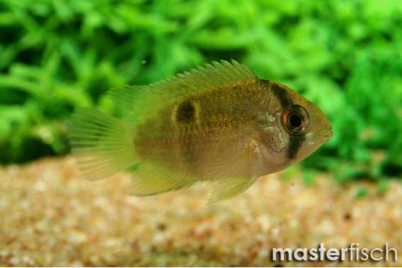 Keyhole Cichlid