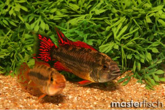 Cacatuoides-Double red
