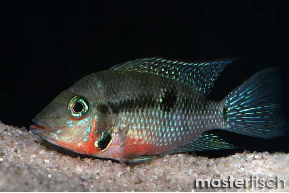 Firemouth Cichlid