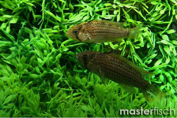 Apistogramma tucurui