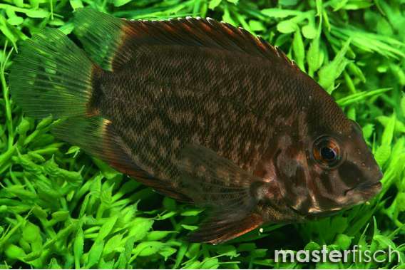 Triangle Cichlid