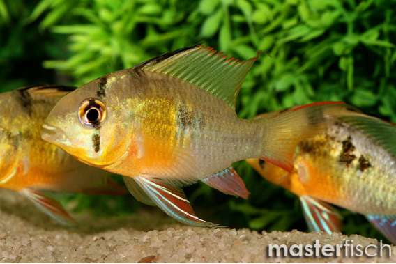 Bolivian Ram