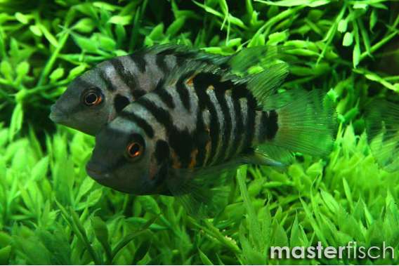 Zebra Convict Cichlid