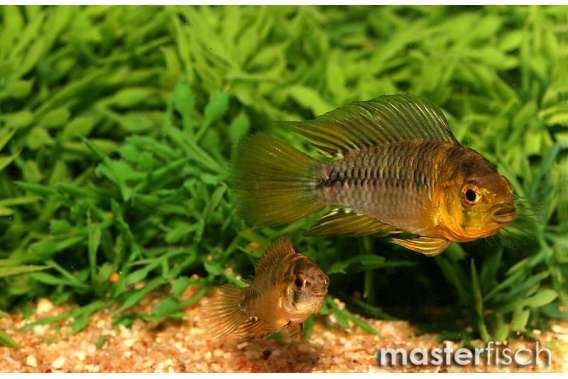 Borelli Dwarf Cichlid