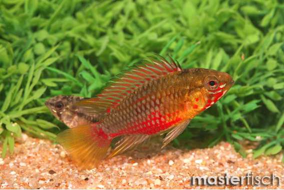 Dwarf Cichlid (Apisto.Hongsloi Red)