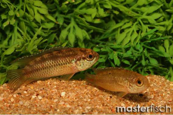 golden eyed dwarf cichlid
