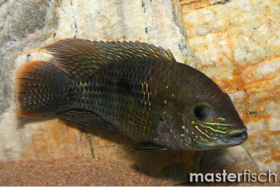 Green Terror Cichlid